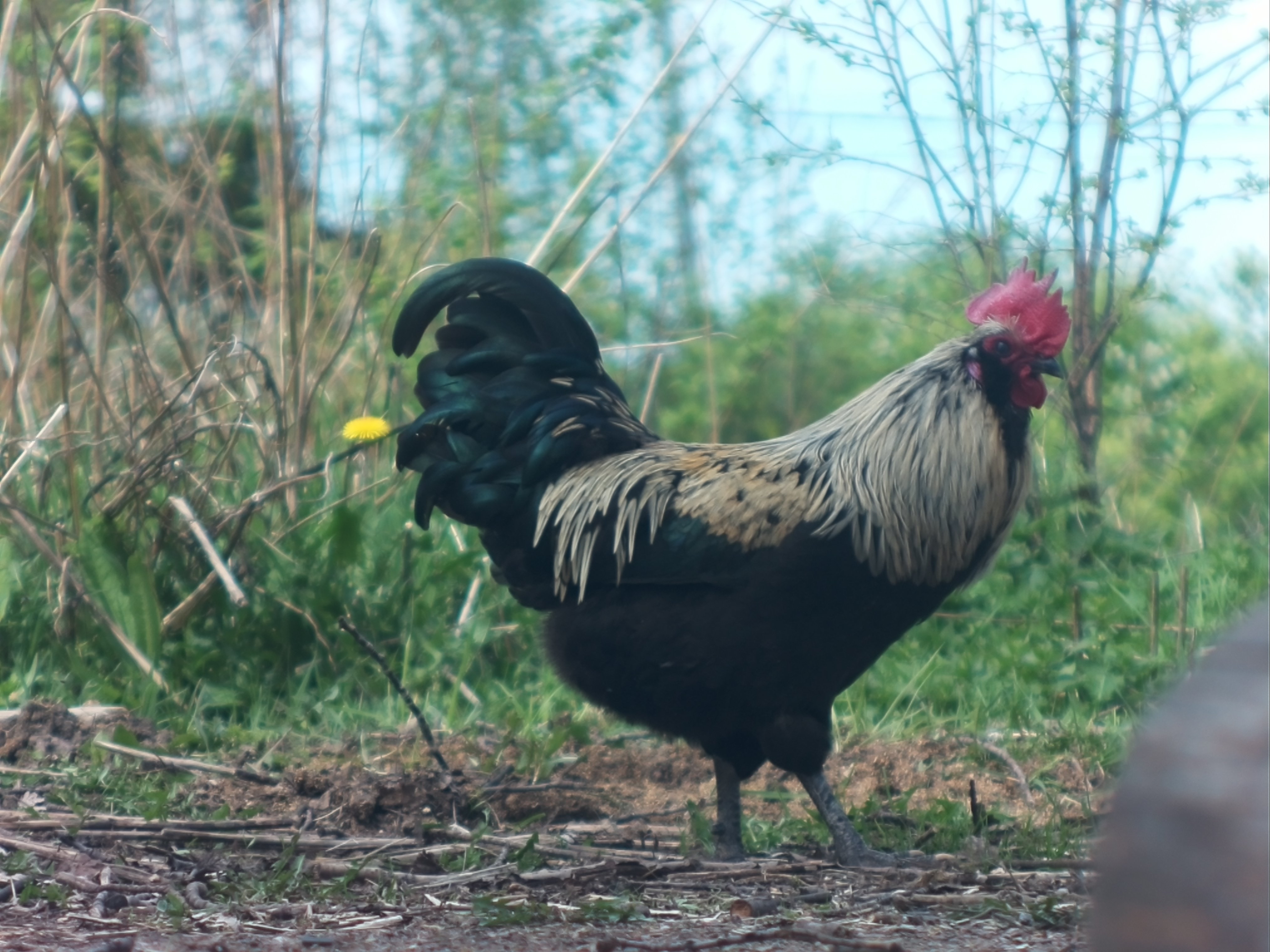 GinG Ruderalis wazup? GINGRUDERALIS