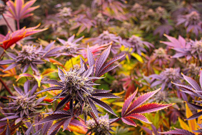 TMNKGardens smokystallion