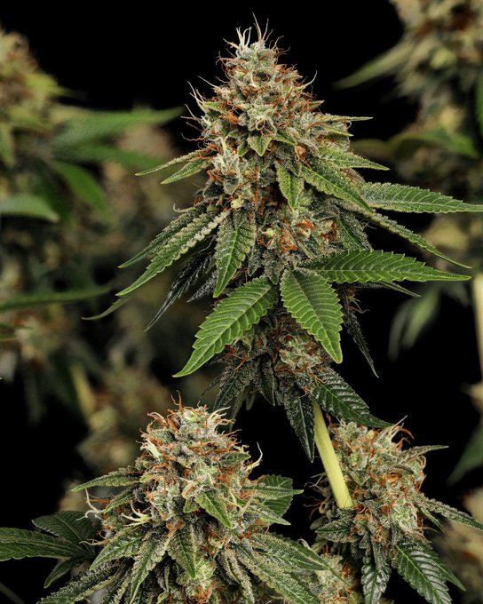 Paradise Seeds paradiseseeds